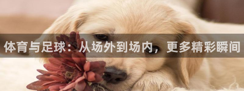 鲸鱼体育tv直播：体育与足球：从场外到场内，更多精彩瞬间