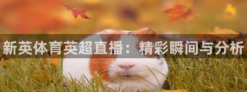 鲸鱼体育足球直播：新英体育英超直播：精彩瞬间与分析